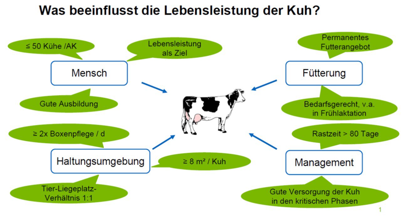 Das Leben einer Kuh